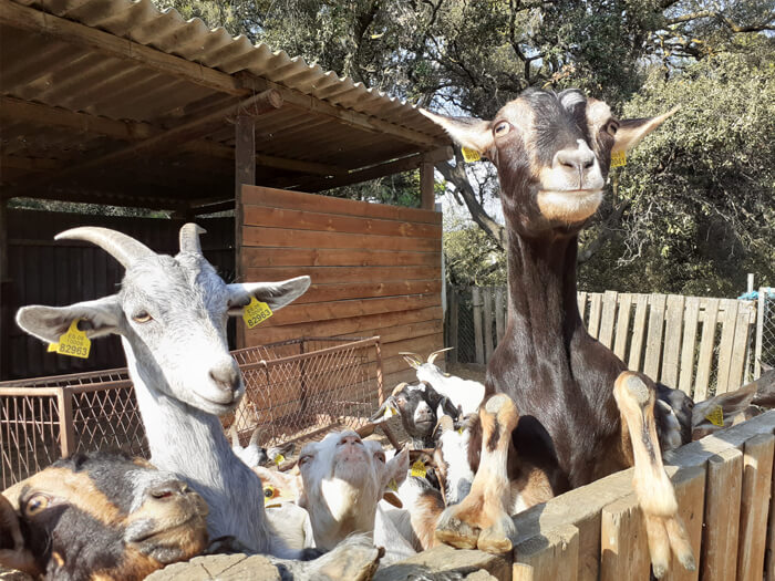Experiència d'una granja per visitar amb nens - Aula Rural Palaudàries